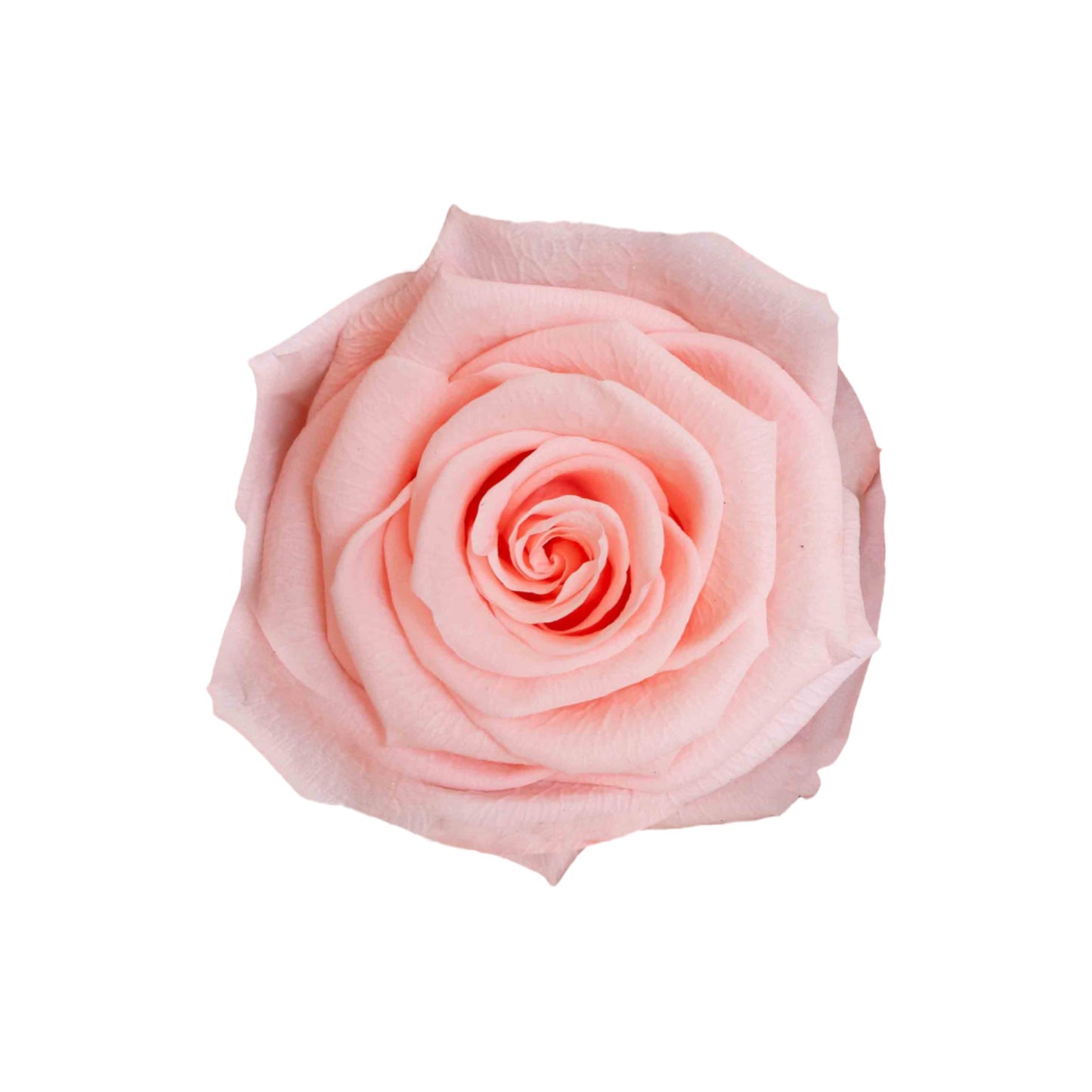 Rose Velvet Round Box Exclusive