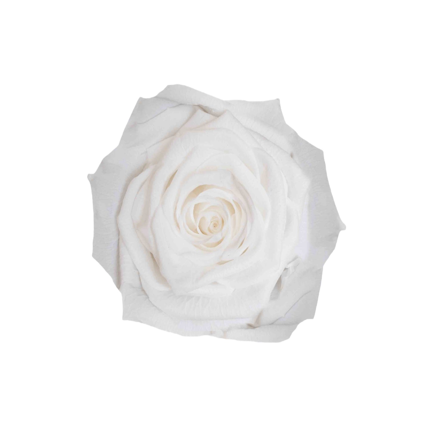White Round Box