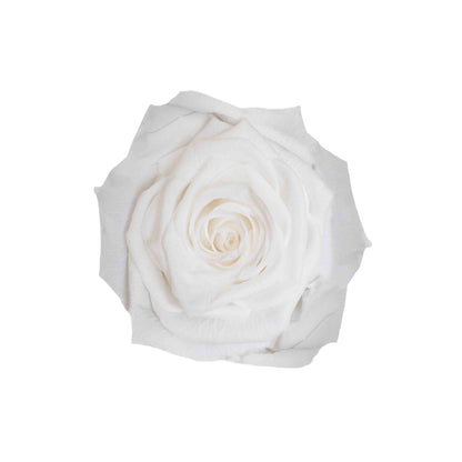 White Round Box